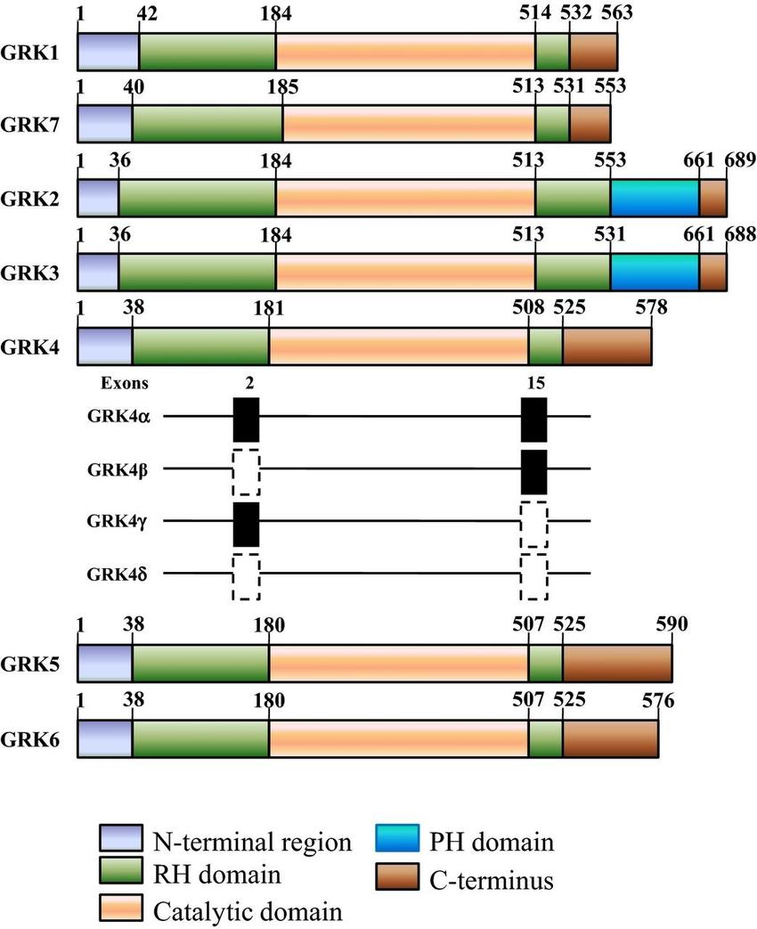 Structural domain distribution of GRKs.